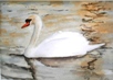 13 - A Swan - Watercolour - June Cutler.JPG